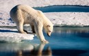 Gấu Bắc cực chết thảm vì tấn công người đến thăm 