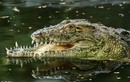 Phát hiện "choáng" sau chiếc mõm dị của cá sấu khổng lồ