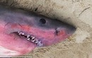 Cá mập trắng khổng lồ chết bí ẩn gây hoang mang