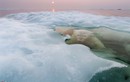Ảnh độc đáo về đời sống của gấu trắng Bắc cực