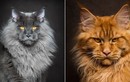 Ảnh đẹp “chất lừ” của mèo Maine Coon, mèo lớn nhất thế giới