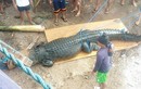 Bắt được cá sấu khổng lồ "thành tinh", có thể ăn thịt người 