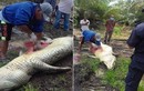 Mổ xác cá sấu khổng lồ, tìm thấy điều rùng rợn