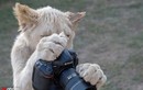 Hài hước cảnh sư tử trẻ tập tọe làm nhiếp ảnh gia 