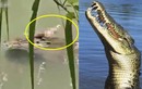 Nhìn cá sấu bơi nhàn nhã, bỗng phát hiện chuyện rợn người