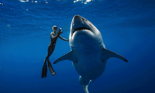 Rợn người thợ lặn "vờn" cá mập trắng lớn nhất thế giới