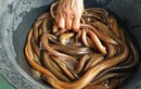 Người đàn ông suýt mất mạng vì cho lươn chui hậu môn chữa táo bón