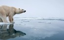 Tại sao Nam Cực có hải cẩu, cá voi mà không có gấu?