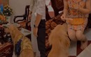 Video: Khoảnh khắc cún cưng xếp hàng nhận lì xì và cái kết 