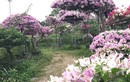 Mê mẩn ngắm sắc màu hoa giấy ở làng Phù Đổng