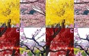 Trắc nghiệm tâm lý: Bạn chọn chụp ảnh cùng cây nào để thử vận ​​may 