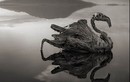 Kỳ bí hồ nước “ma” biến động vật thành đá