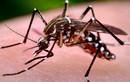 Phát hiện về muỗi vằn mang virus Zika lưu hành ở Việt Nam