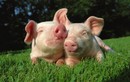 Vì sao lợn được xem là loài vật siêu may mắn? 