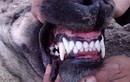 Video: Loài chó có cú cắn hủy diệt giết pitbull trong chớp nhoáng
