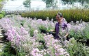 Lão nông 70 tuổi thích trồng hoa kiểng màu tím, thu tiền tỷ