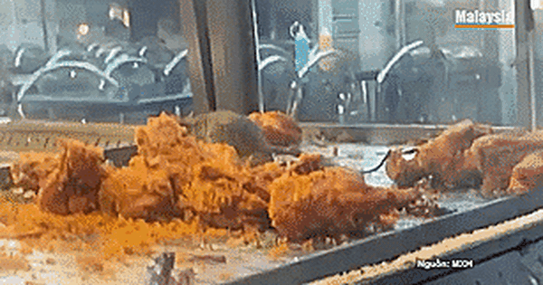 Hoảng hồn vì clip chuột ăn gà rán trong nhà hàng