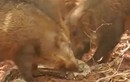 Video: Bầy lợn rừng xé xác trăn khổng lồ