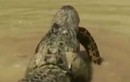 Video: Trăn bỏ mạng vì xem thường cá sấu