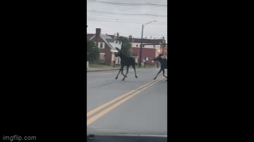 Video: Bất ngờ gặp nai sừng tấm trên đường đi làm