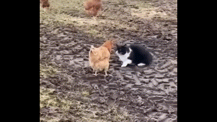 Video: Mèo tấn công gà và cái kết bất ngờ