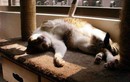 6 cách khiến mèo thích ngủ trong ổ