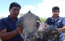 Nông dân Cà Mau kiếm bộn tiền nhờ nuôi đặc sản cua đinh