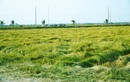 Huế: Gần 1.300 ha lúa sắp thu hoạch ngã đổ do giông lốc