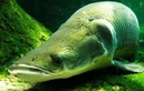 Loại cá được mệnh danh 'Chúa tể sông Amazon' hung bạo đến mức nào?