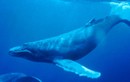 Giải mã bí ẩn đằng sau tiếng hát của cá voi dưới biển sâu
