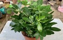 Nhà có 3 cây cảnh này, lộc tứ phương tụ về