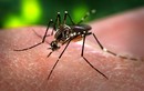 Ổ dịch Zika tại Phú Yên đã chấm dứt