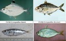Điểm danh những loại hải sản tầng đáy độc hại không nên ăn 