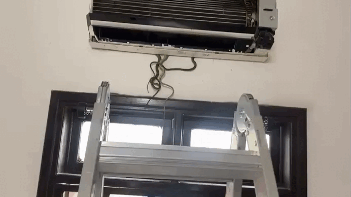 Sửa điều hòa, tá hỏa thấy 7 con rắn ngoe nguẩy bên trong