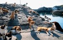 Thăm Tashirojima - hòn đảo ở Nhật Bản nơi 'cư dân' chủ yếu là... mèo