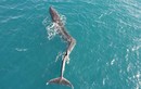 Kinh ngạc hình ảnh cá voi vây khổng lồ bị vẹo cột sống 