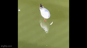 Clip: Thú vị khoảnh khắc chim cố bắt cá trên mặt hồ đóng băng
