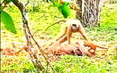 Màn chống trả quyết liệt của cầy mangut trước khỉ đầu chó