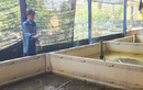 Cần Thơ: Thu tiền tỷ từ nuôi lươn không bùn