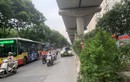 Hà Nội: Đường Xuân Thủy cây mọc um tùm, che tầm nhìn người tham gia giao thông