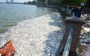 Khi nào hồ Tây mới chấm dứt tình trạng cá chết hàng loạt?