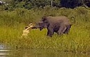 Clip: Cá sấu tung cú cắn cực mạnh vào vòi khiến đàn voi khiếp vía 