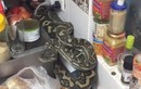 Bủn rủn tay chân khi phát hiện con rắn khủng trong bếp