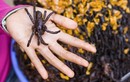 Cách dùng con nhện làm thuốc chữa bệnh cực tốt