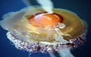 Ngắm tuyệt phẩm “quả trứng chiên” độc nhất vô nhị của thiên nhiên