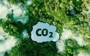 Loại bột nhân tạo hấp thụ CO2 tốt hơn cây xanh