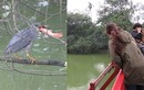 “Cò lạ” săn mồi ngay trước mắt du khách ở Hồ Gươm