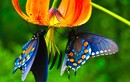 Điểm kỳ lạ chỉ có ở loài bướm khiến động vật to lớn "chào thua"