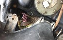 Chuột đẻ con nhung nhúc trong xe ga Honda LEAD