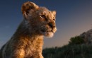 Gặp gỡ Bahati, "vua sư tử" Simba ngoài đời thực